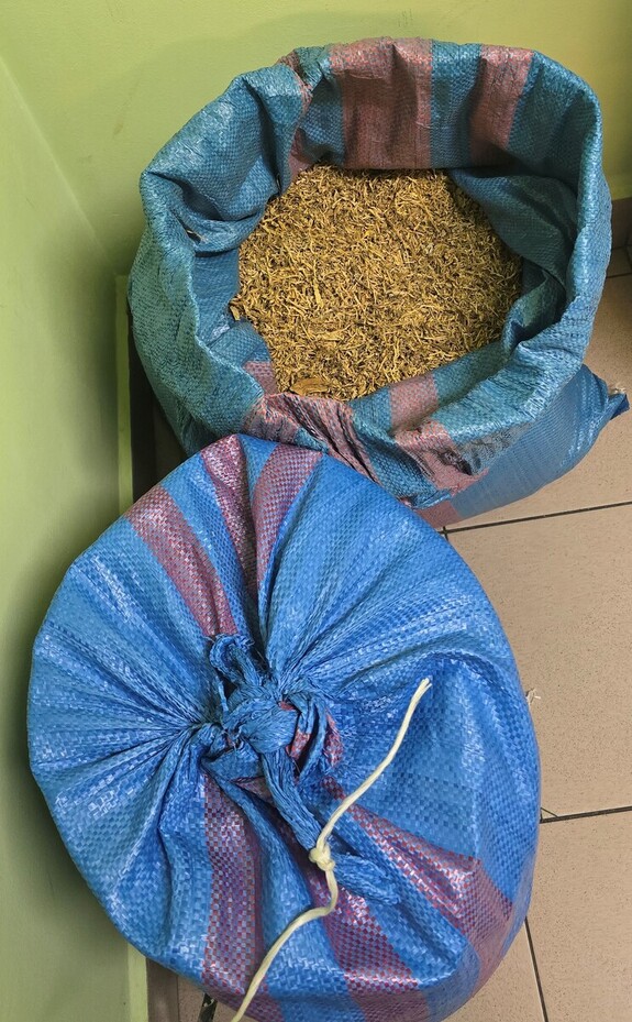 Zabezpieczony susz tytoniowy.